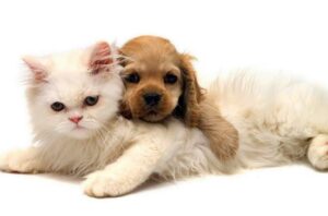 We offer pet odor services